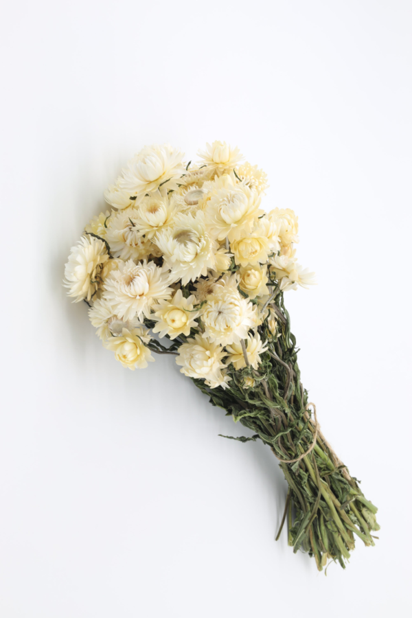 Molho de Helichrysum Natural Branco para uma Decoração Vibrante