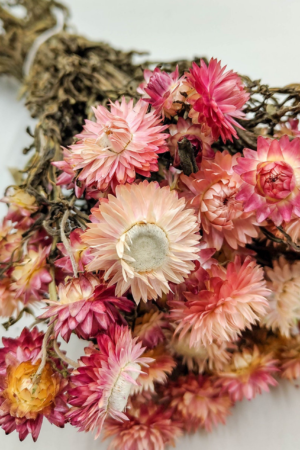 Molho de Helichrysum Natural Rosa para uma Decoração Vibrante