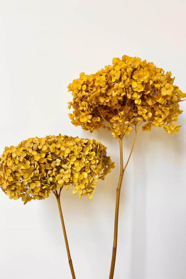 Molho de Hydrangea Natural Amarela para uma Decoração Vibrante