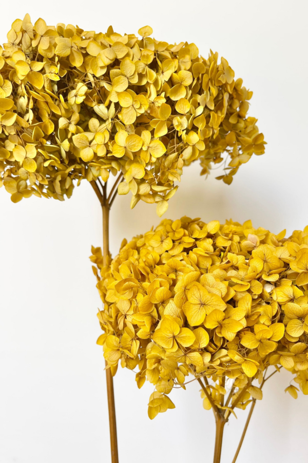 Molho de Hydrangea Natural Amarela para uma Decoração Vibrante
