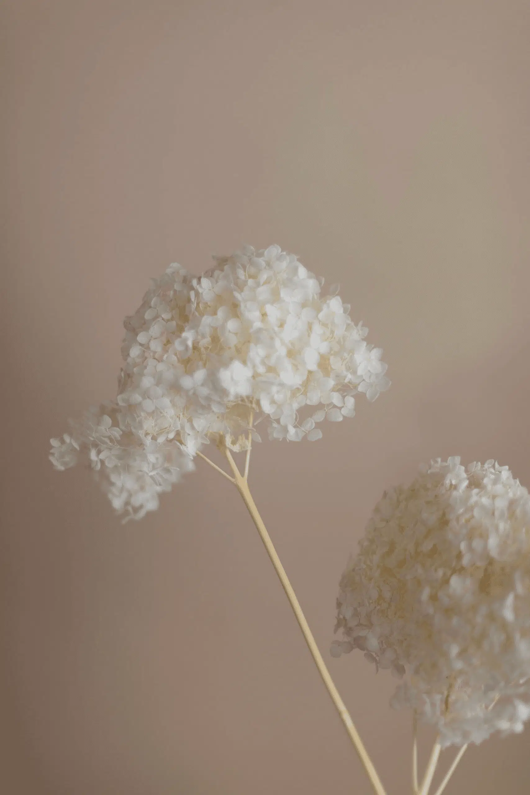 Molho de Hydrangea Natural Branco para uma Decoração Vibrante