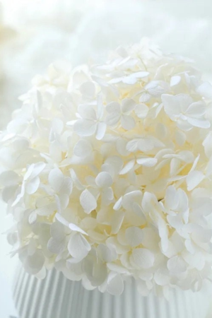 Molho de Hydrangea Natural Branco para uma Decoração Vibrante