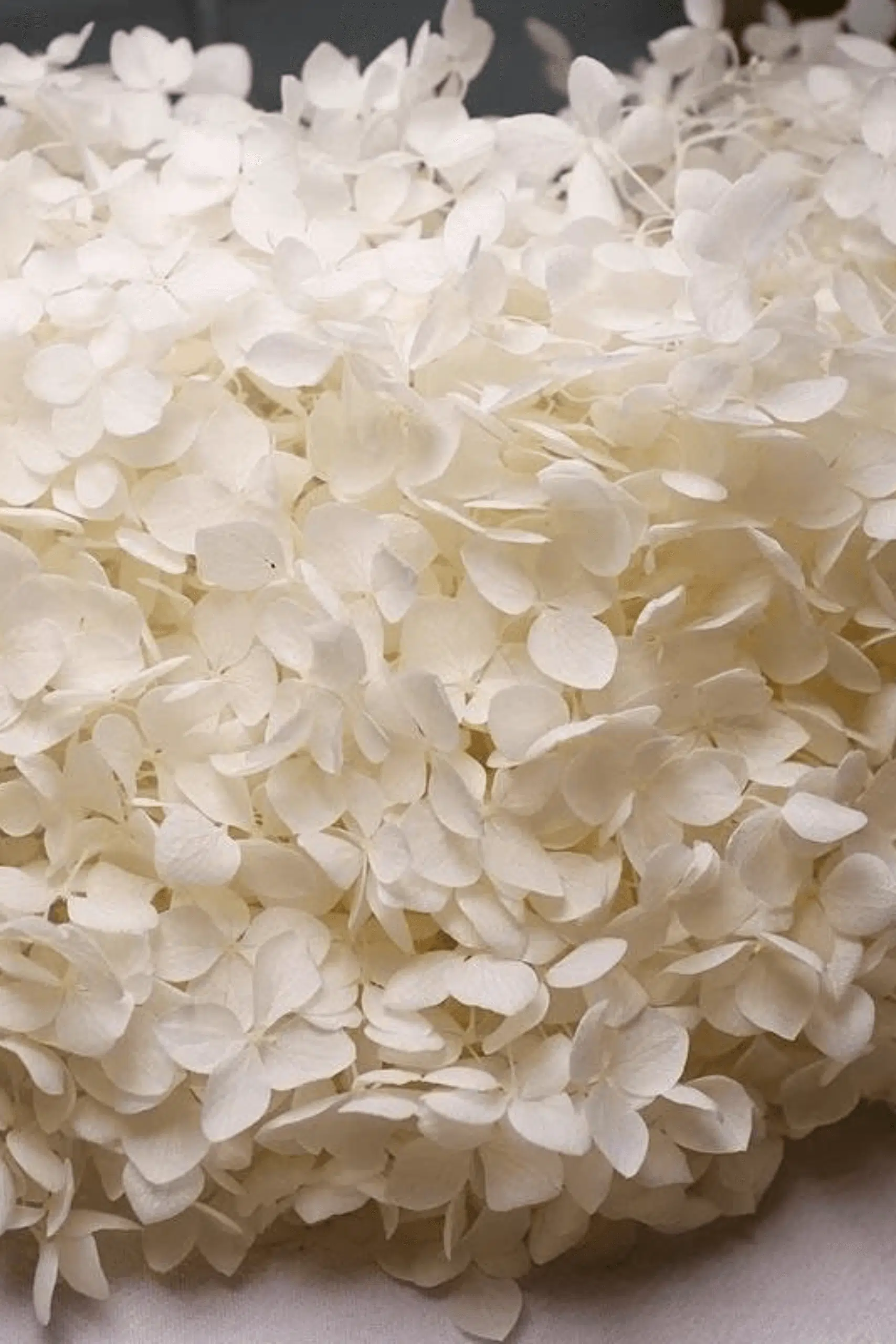 Molho de Hydrangea Natural Branco para uma Decoração Vibrante