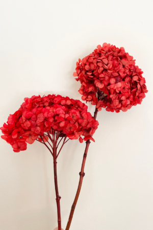 Molho de Hydrangea Natural Vermelho para uma Decoração Vibrante