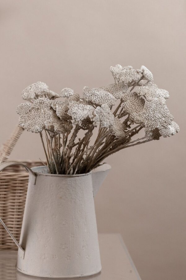 Molho de Achillea Branco para uma Decoração Vibrante