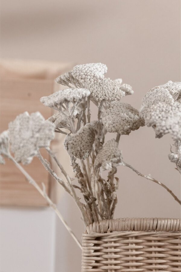 Molho de Achillea Branco para uma Decoração Vibrante