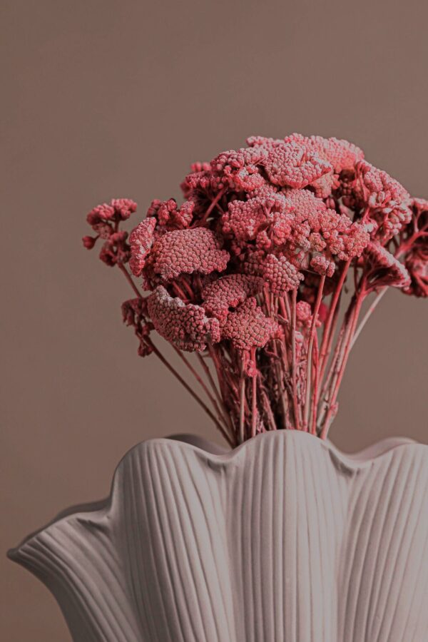 Molho de Achillea Rosa para uma Decoração Vibrante