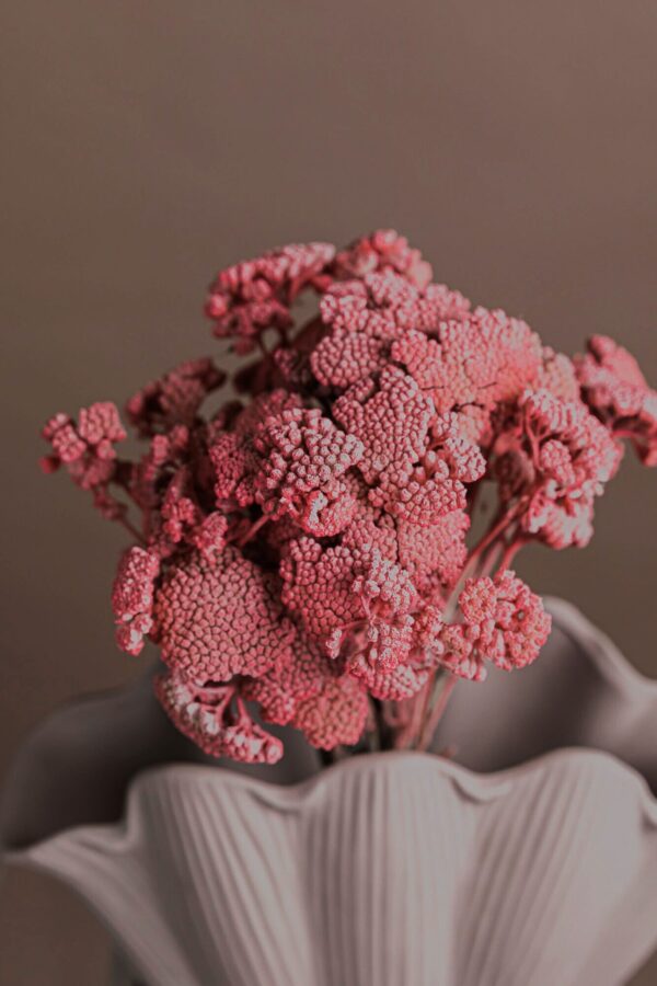 Molho de Achillea Rosa para uma Decoração Vibrante
