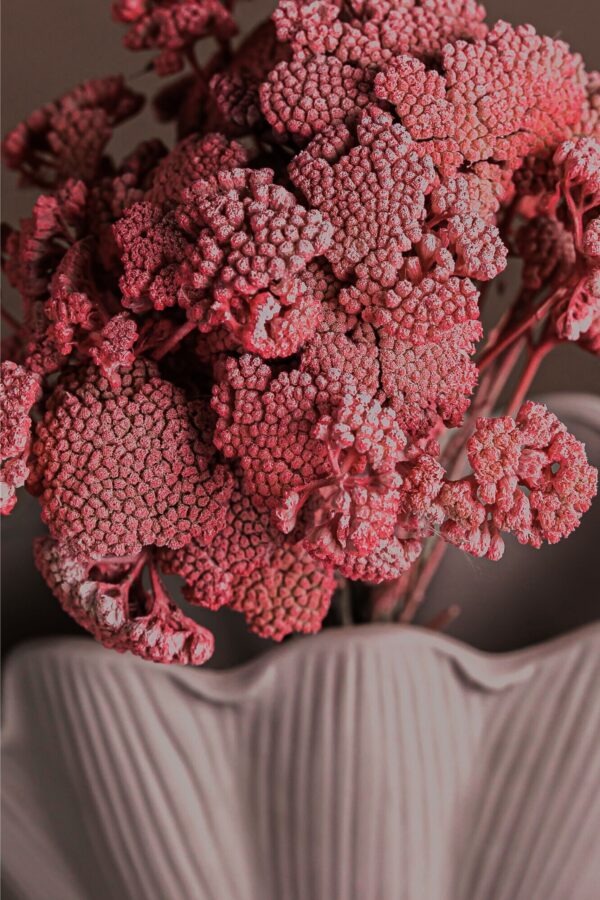 Molho de Achillea Rosa para uma Decoração Vibrante