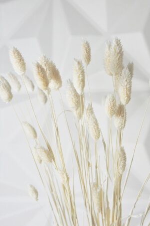 Molho de Phalaris Branco natural para uma Decoração Vibrante