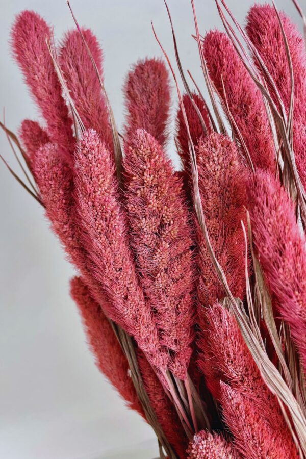 Setaria Rosa: Destaque sua Casa com Elegância