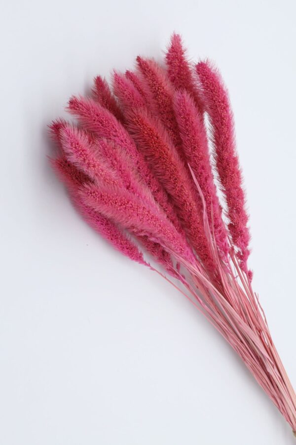 Setaria Rosa: Destaque sua Casa com Elegância