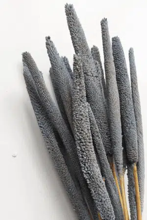 Conjunto Babala Natural Cinzento para uma Decoração Vibrante
