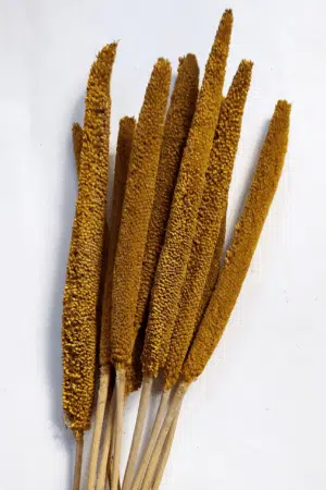 Conjunto Babala Natural Laranja para uma Decoração Vibrante