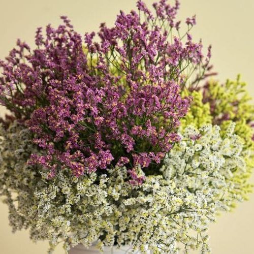 Molho de Limonium Colorido